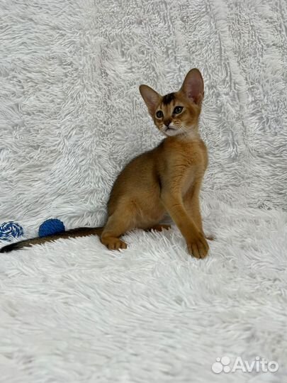 Абиссинский котик