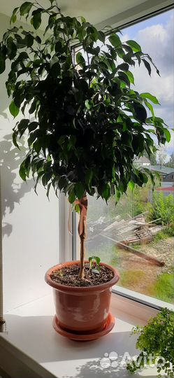 Фикус бенджамина