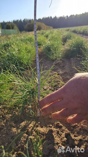 Сеянцы ели окс от производителя