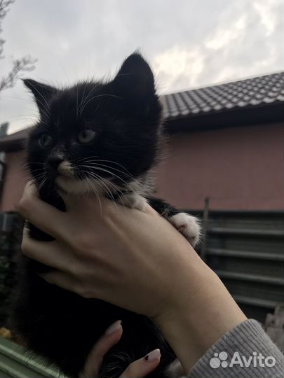 Котята бесплатно
