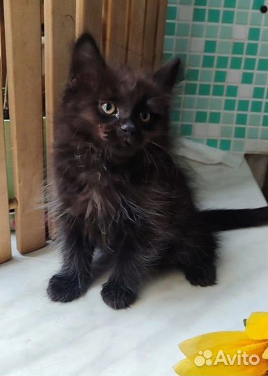 Малышка девочка ищет самую лучшую семью