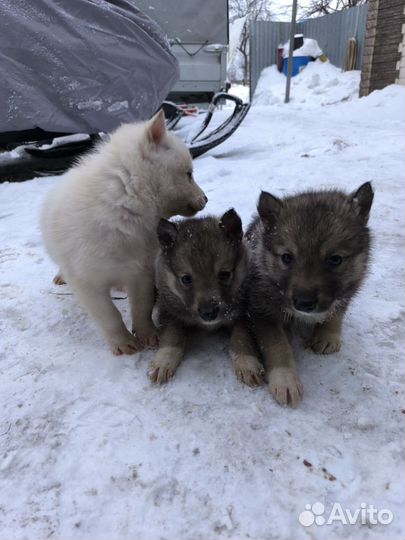 Щенки западно сибирской лайки