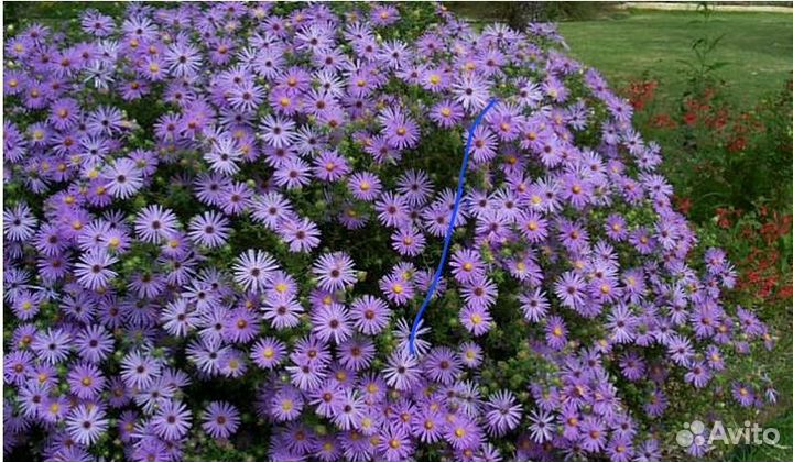 Сентябринки многолетнии