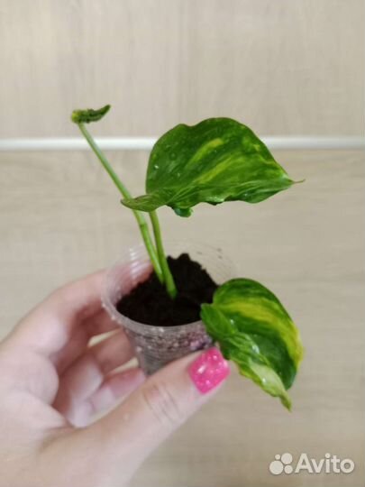 Сциндапсусы, Эпипремнумы