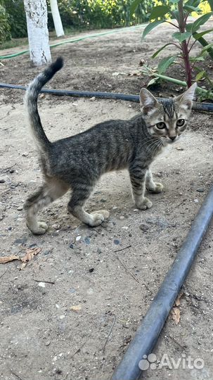 Котята в добрые руки бесплатно