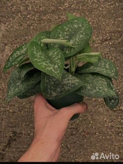 Сциндапсус сильвер сплеш