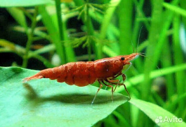 Креветки разные красные/синие/прозрачные/чёрные