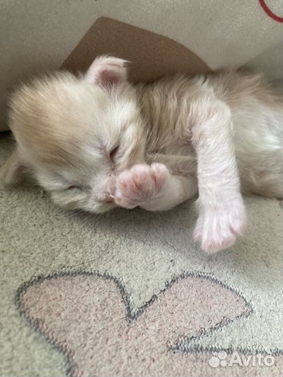 Котята мэйн кун