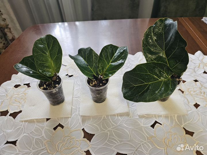 Фикус лирата