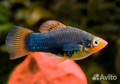 Аквариумные рыбки