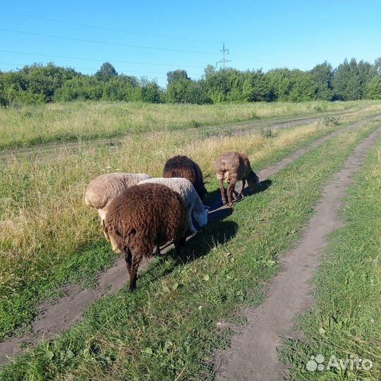 Курдючные бараны