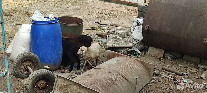 Овцы бараны