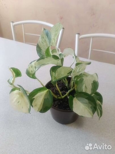 Эпипренумы, монстера, сингониум