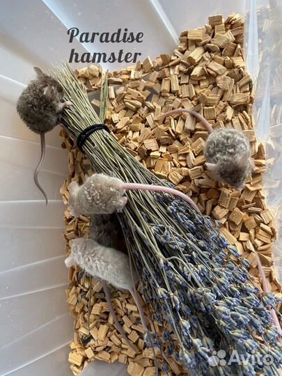 Мышки кучерявые