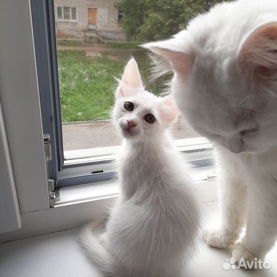 Белые пушистые котята в добрые руки бесплатно