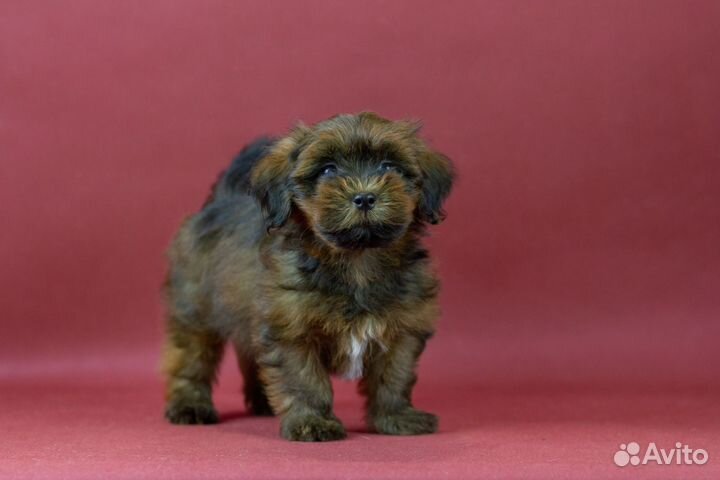 Бишон Хаванез или Гаванский Бишон