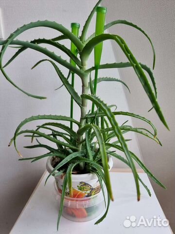 Алоэ с горшком