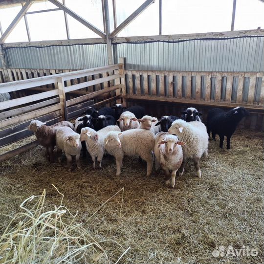 Ярки на племя