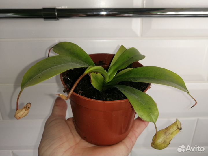 Непентес хищное растение