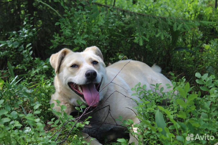 Собака - улыбка