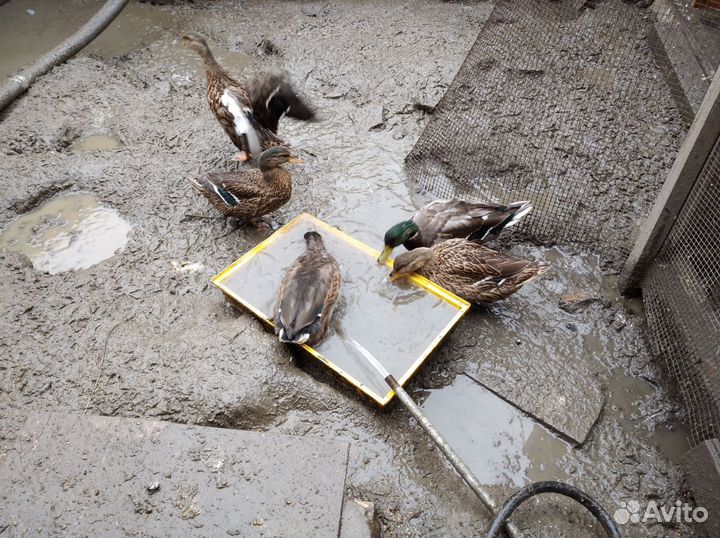 Подсадные утки