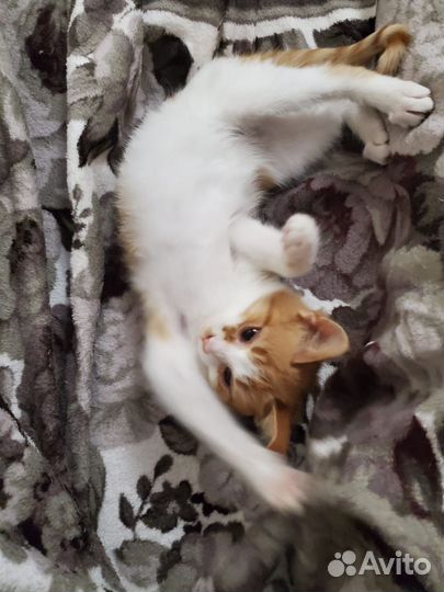 Рыжий котенок