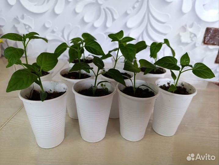 Рассада перца