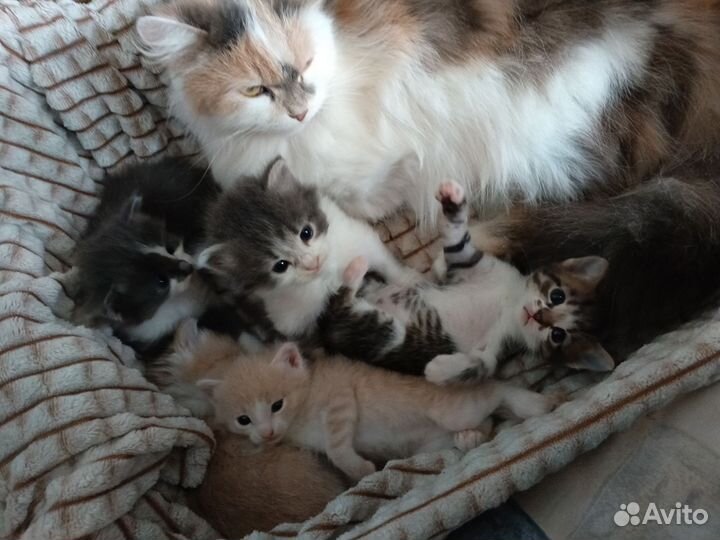 Котята в добрые руки