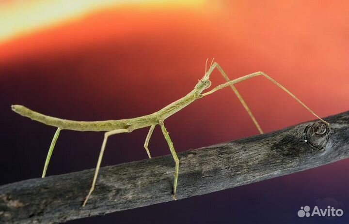 Аннамский палочник