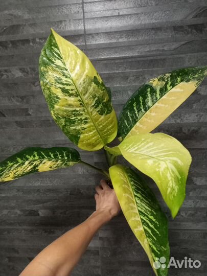 Диффенбахия зебра вар