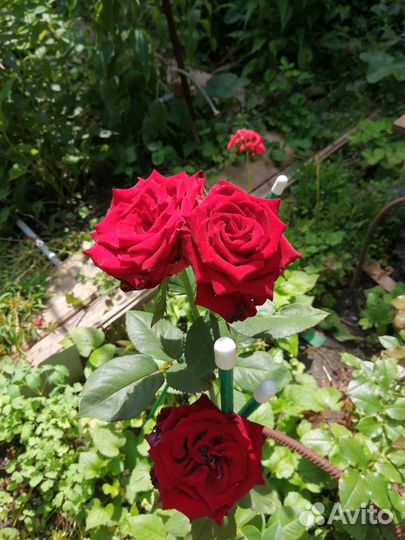 Бочка пластиковая с краном 200л