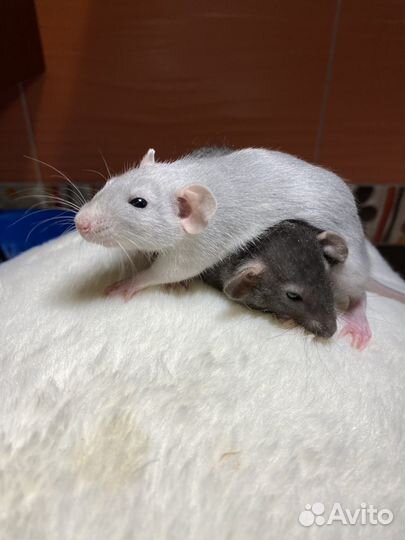 Крысята Рекс Серебристые Ушастые с клеткой и корм