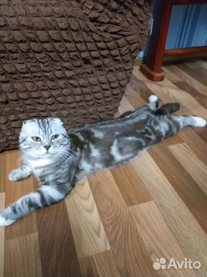 Шотландский кот вязка
