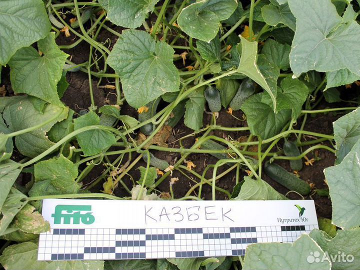 Семена Огурца 