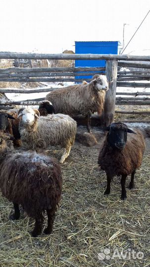 Овцы бараны