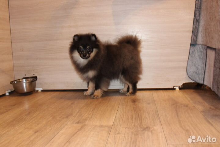 Померанский шпиц мальчик