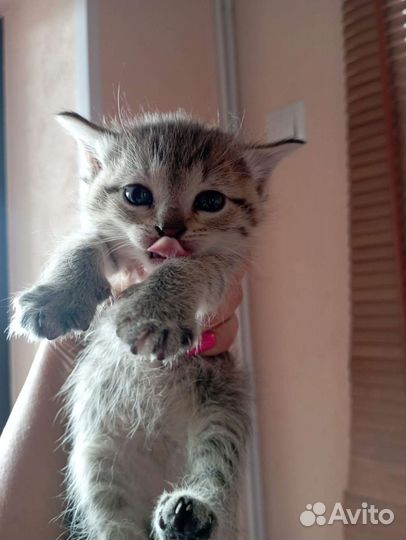 Котята в дар бесплатно