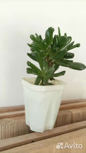 Толстянка (крассула хобит)