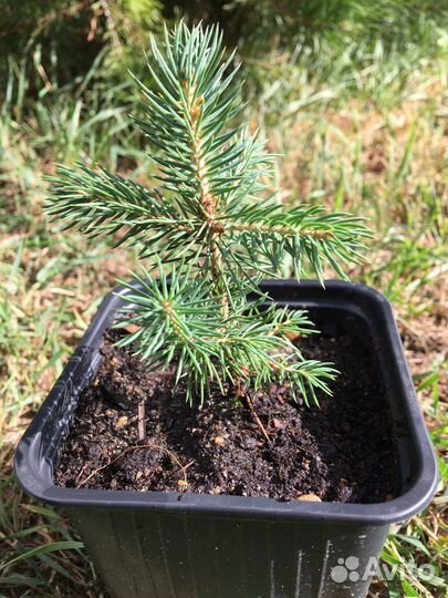 Ель голубая Глаука
