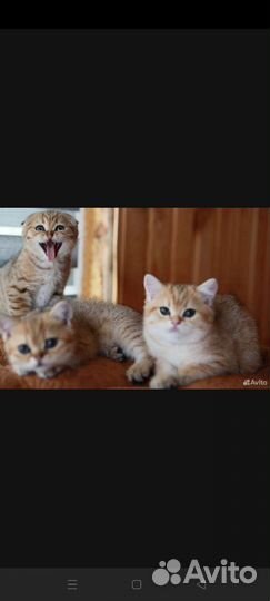 Шотланская кошка