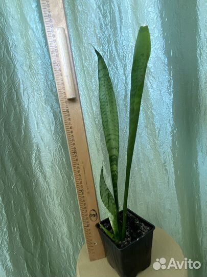 Сансевиерия зейланика