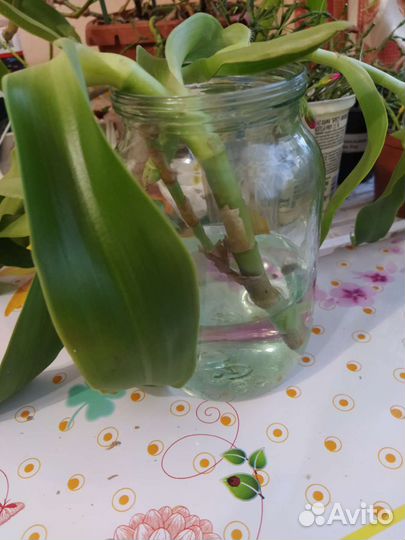 Комнатные цветы, 