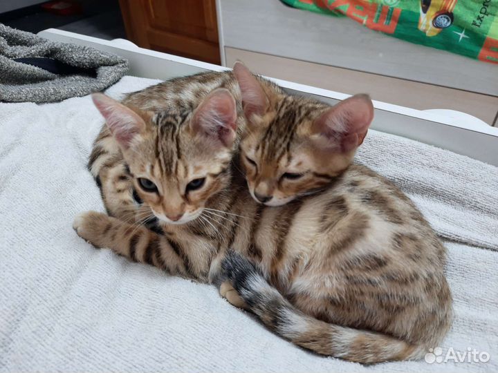 Бенгальские котята с документами