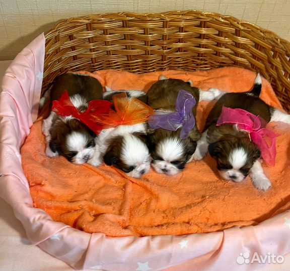 Очаровательные щенки ши-тцу