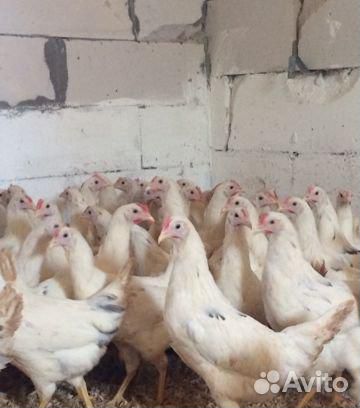 Куры молодка