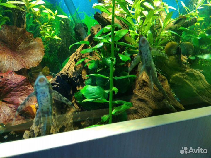 Донные рыбки,сомы 181,393,016