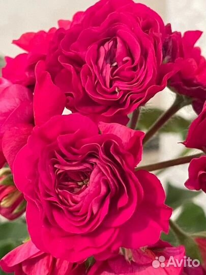 Сортовые пеларгонии