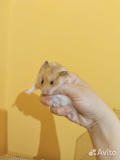 Сирийский хомяк бесплатно малыш