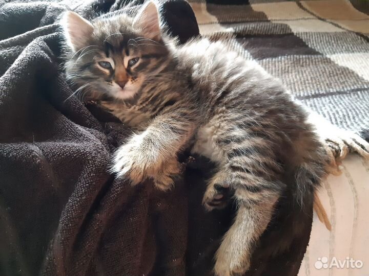 Котята от норвежской лесной кошки
