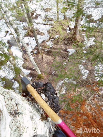 Чага для чая, молотая 1 кг Авитодоставка